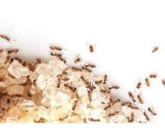 Best Pest Control Best Budget I Get Up To 30% OFF - 6