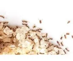 Best Pest Control Best Budget I Get Up To 30% OFF - 6