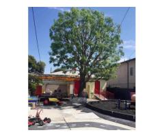 Tree Services in Houston Tx - Texastreeexpert - 2