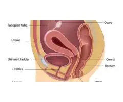 Consult a Skilled Female Urologist in West Delhi Today