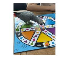 Congo African Grey - 2