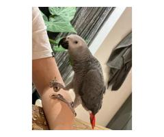 Congo African Grey - 3
