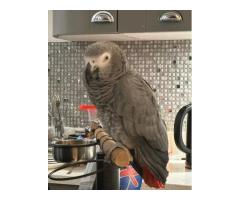 Congo African Grey - 4