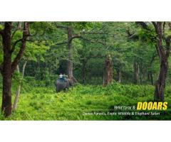 Dooars Tour with Jaldapara Elephant Safari Explore Rhinos, Forests, and River Valleys - 3