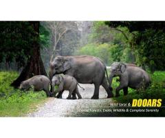 Dooars Tour with Jaldapara Elephant Safari Explore Rhinos, Forests, and River Valleys - 4
