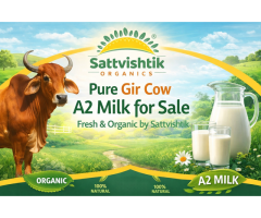 Pure Gir Cow A2 Milk for Sale Fresh & Organic by Sattvishtik