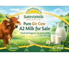 Pure Gir Cow A2 Milk for Sale Fresh & Organic by Sattvishtik
