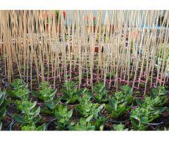 PVC Coated Bamboo Canes - Vantidebamboo