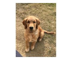 Pet Grooming Noida Pet Me Maa