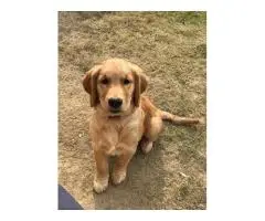 Pet Grooming Noida Pet Me Maa
