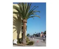 Tree Care Services Sacramento - Sactreecare