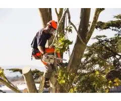 Tree Care Services Sacramento - Sactreecare - 2