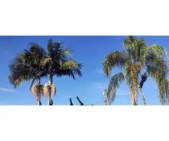 Tree Care Services Sacramento - Sactreecare - 3