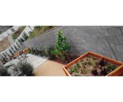 Tree Care Services Sacramento - Sactreecare - 5