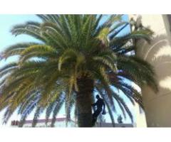 Tree Care Services Sacramento - Sactreecare - 9
