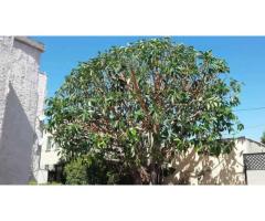 Tree Care Services Sacramento - Sactreecare - 10