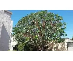 Tree Care Services Sacramento - Sactreecare - 10