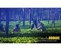 Dooars Tour Package from Kolkata for a Refreshing Nature Retreat - 2