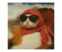 Improving Job Application Efficiency With AI-Based Tools