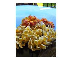 Maui Lei Greeting for Arrivals - Plumeria Lei Greetings