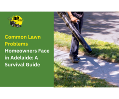 Looking for a Lawn Problems in Adelaide