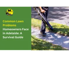 Looking for a Lawn Problems in Adelaide