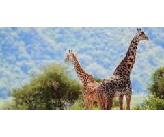 Experience Luxury at Ngorongoro Wild Camp Book Now