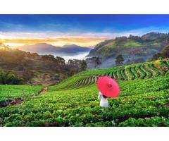 Best Travel Agent in Delhi Spark Holidays