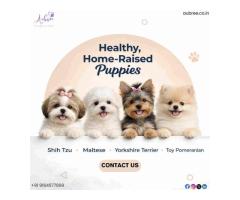 Premium Puppies for Sale in Bangalore Ethical Dog Breeding Services by Aubree