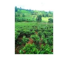 TEA plantation