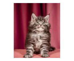 Maine Coon For Sale in Wisconsin Finding Your Gentle Giant Companion