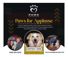 Positive Reinforcement Dog Training for Separation Anxiety