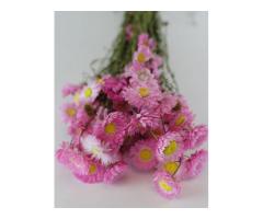 Dried Flowers Collection in the UK for Long-Lasting Floral Styling-Shop Now