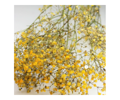 Dried Flowers Collection in the UK for Long-Lasting Floral Styling-Shop Now - 2