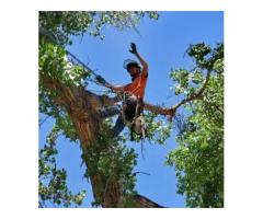 Tree Removal Newmarket Fast, Safe & Affordable Service