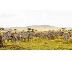 Top Tanzania Travel Packages Safari Tanzania Zanzibar Experience