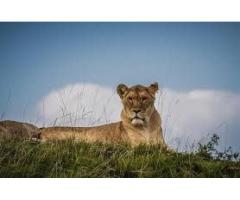 Top Tanzania Travel Packages Safari Tanzania Zanzibar Experience - 2