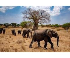 Top Tanzania Travel Packages Safari Tanzania Zanzibar Experience - 4