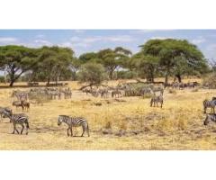 Top Tanzania Travel Packages Safari Tanzania Zanzibar Experience - 7