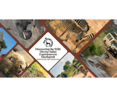 Best Kruger National Park Safari Packages Wild Planet Safari - 2