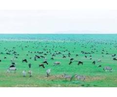 Safaris in Tanzania Affordable & Luxury Safari Packages