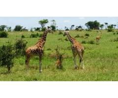 Safaris in Tanzania Affordable & Luxury Safari Packages - 3