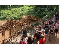 Join an Affordable Budget Group Safari in Tanzania with Expert Guides - 2