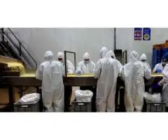 IQF Mango, Pineapple & Guava for Beverage and Dessert Production - 2