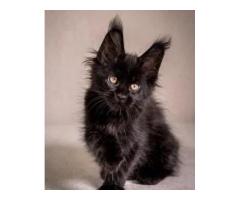 Maine Coon For Sale in Wisconsin Healthy, Beautiful Kittens Available