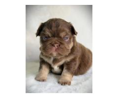 French bulldog puppies for adoption