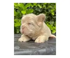 French bulldog puppies for adoption - 2