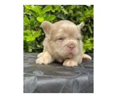 French bulldog puppies for adoption - 3