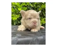French bulldog puppies for adoption - 3