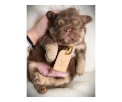 French bulldog puppies for adoption - 4